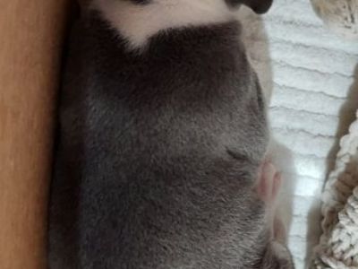 Male 5 week old pitbull puppy