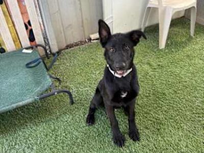 Gilbert - German Shepherd Dog Male Puppy for Adoption