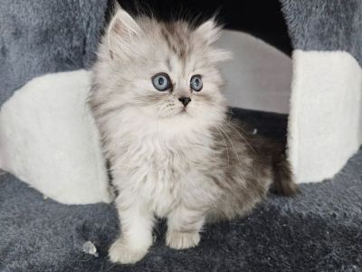 For Sale: Adorable Persian Kittens – Purebred, Fluffy & Playful!