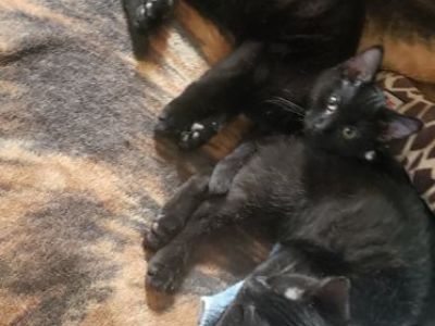 Black  kitten
