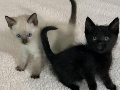 Sugar Cookie and Liberty - Siamese & Domestic Medium Hair Mix Male Cat for Adoption