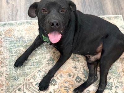 Finn Daniel the Family Man - Black Labrador Retriever & Pit Bull Terrier Mix Male Dog for Adoption