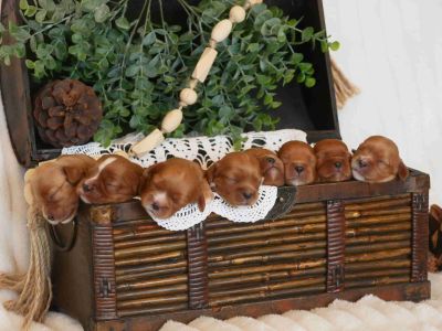 6 Male and 2 Female Cavalier King Charles Spaniel Puppies for Sale