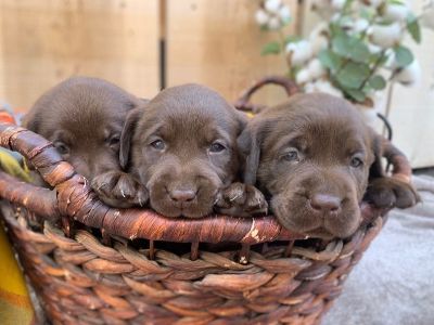 Labrador Retriever Puppies