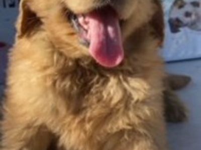 Golden Retriever Puppy