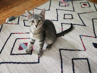 Clinky - Domestic Short Hair Female Cat for Adoption