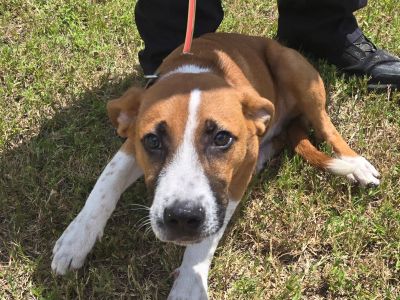 Willie Man - Mixed Breed Male Dog for Adoption