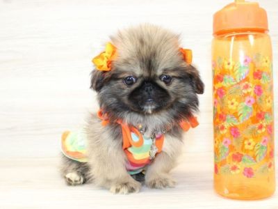 Gorgeous Pekingese Puppy Beauty For Sale