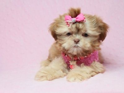 Phoebe - Teacup Shih-Tzu Puppy