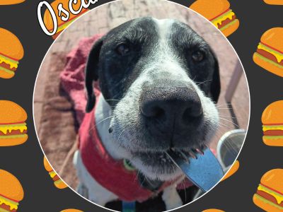 Oscar - Pointer Mix Male Dog for Adoption