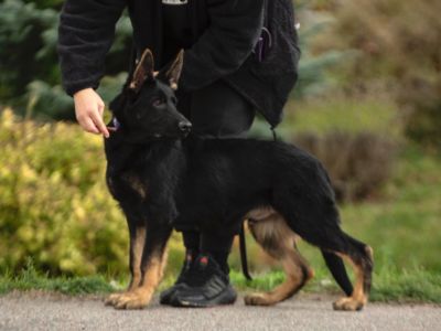 Miracle GermanShepherd puppy male working line