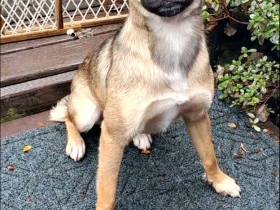 Linus (Rio) - German Shepherd Dog & Chihuahua Mix Male Dog for Adoption