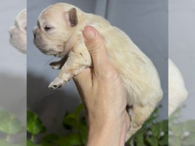 Cream Fluffy - Male French Bulldog Puppy for Sale