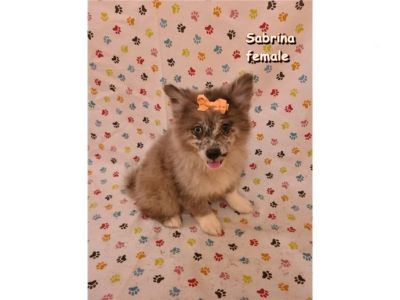 CKC Merle Pomimo Puppies
