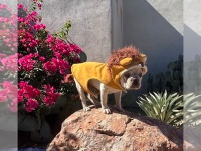 Griffin - Male French Bulldog Puppy for Sale