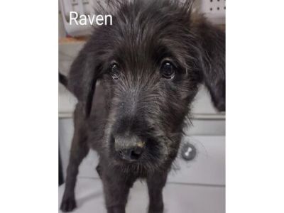 RAVEN - Belgian Malinois/Poodle (Standard) Mix Female Puppy for Adoption