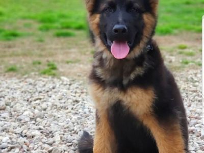 West German Showline German Shepherd pup