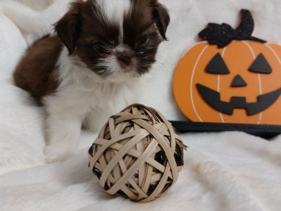 SHIH-TZU AKC 10lb PUPPIES;BUFFALO N.Y