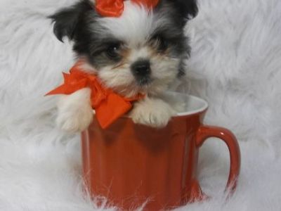 Tiny Shih Tzu / Long Hair Chihuahua Puppys