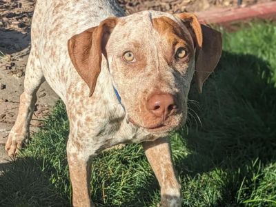 Buzz - German Shorthaired Pointer Male Dog for Adoption