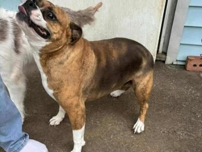 Sugar - MI - Boxer & English Bulldog Mix Female Dog for Adoption