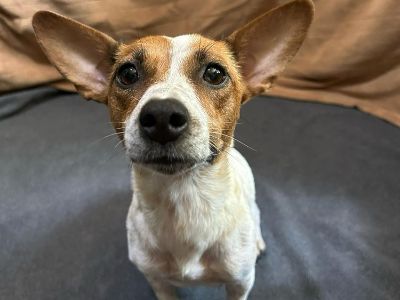 Chili - Rat Terrier Mix Female Dog for Adoption