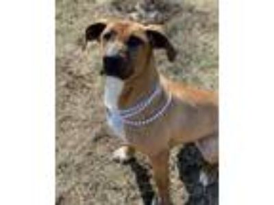 Adopt Macy Grace a Tan/Yellow/Fawn - with White Hound (Unknown Type) / Mixed dog