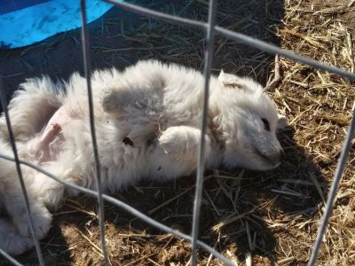 Great Pyrenees Puppies