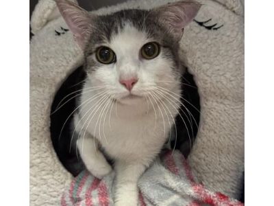 PeeWee - Domestic Shorthair Male Cat for Adoption