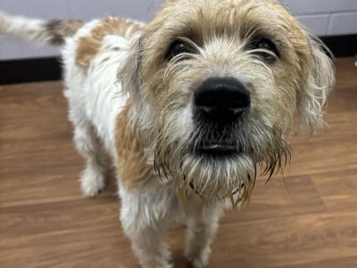 Bogey (146630 ) - Labradoodle Mix Male Dog for Adoption