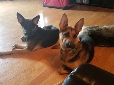 German Shepherd puppies