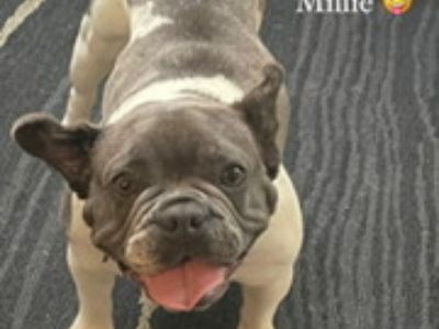 Millie - French Bulldog Female Dog for Adoption