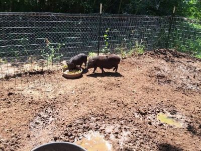 2 baby pigs for free