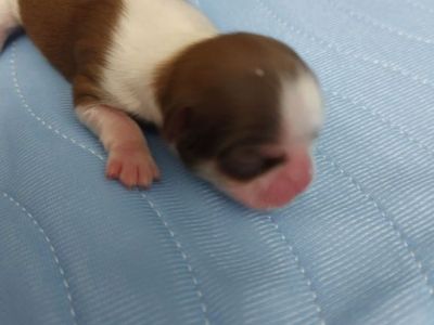 IMERIAL SHIH-TZU AKC PUPPIES