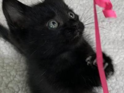 Ember - Domestic Medium Hair Male Cat for Adoption