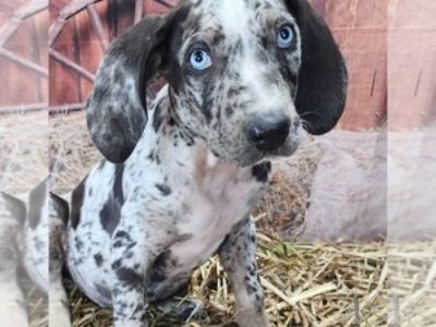 JJ 2025 M1 - Male Catahoula Leopard Dog Puppy for Sale