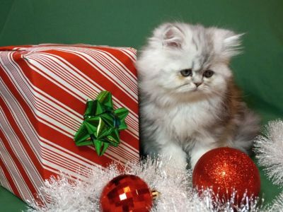 CFA Shaded Tabby Persian Female