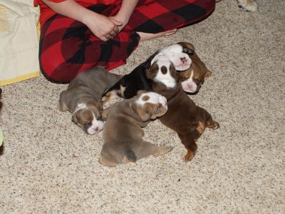 Beautiful English Bulldog Puppies