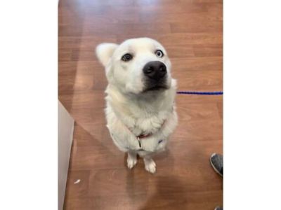 Falkor* - Alaskan Klee Kai/Mixed Breed (Medium) Mix Male Dog for Adoption