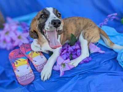 Stitch - Beagle/Dachshund Mix Male Dog for Adoption