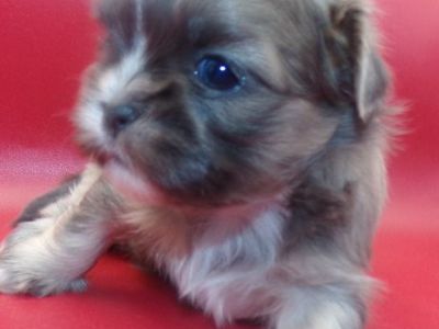 Tiny Imperial AKC Shih Tzu Puppies M-F