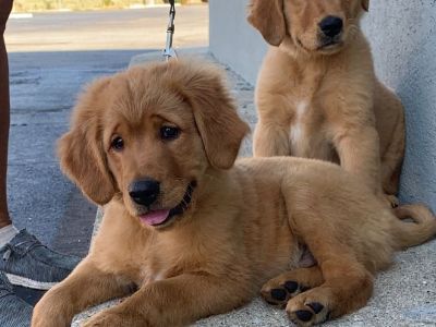 Golden Retriever 2 Male Pups