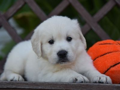 2 Male and 4 Female Golden Retriever Puppies for Sale