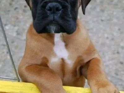 AKC registered boxer puppie