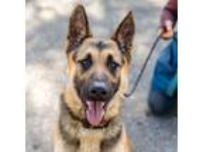 Adopt Ally a German Shepherd Dog