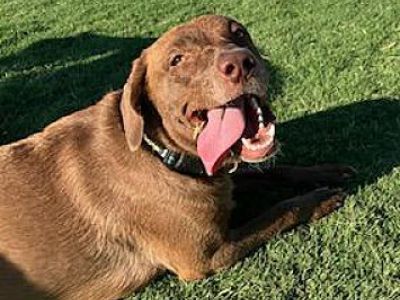 Pudding - Chesapeake Bay Retriever Female Dog for Adoption