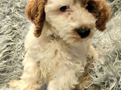 Cavapoo Puppies