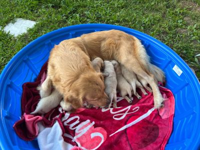 Golden Retriever Puppies