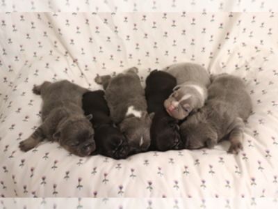 French Bulldog Puppies for Sale (6 Puppies Left)