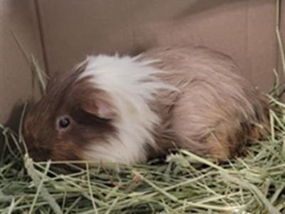 NEAPOLITAN - Guinea Pig Male for Adoption